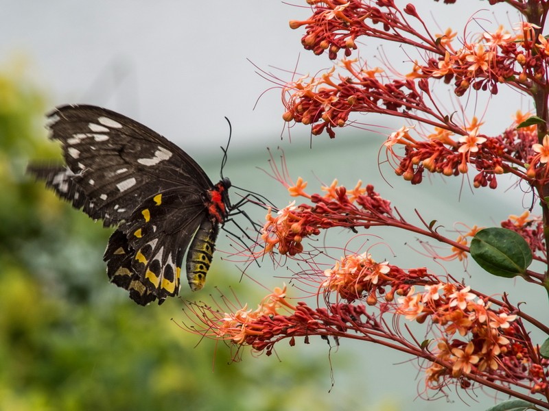Female Birdwing Butterfly